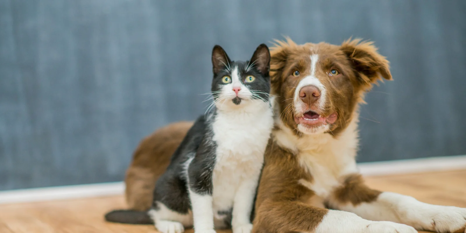 banner (1600 x 800 px) (10)