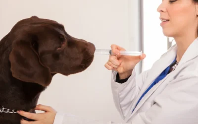 Medicinas que no deben faltar para tu mascota
